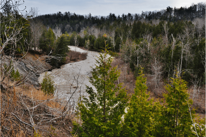 View of Rouge National Park from above the main river and ravine. There is a tree in the front and a river in the background.